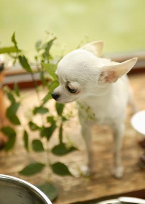 横須賀市の動物病院と最先端救急医療