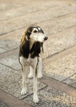 愛猫の健康を守る！信頼できる療法食の選び方とおすすめブランドガイド