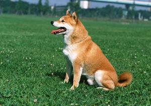 体調不良を感じたら杉並区の動物病院へ
