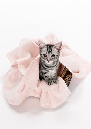 ペット保険で猫の健康を考えましょう