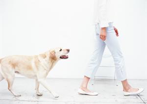 安心して預けることが出来る老犬ホーム