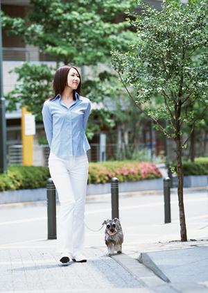 港区で犬トイレのしつけをするなら