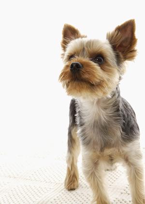 手術や入院に特化したペット保険を選択