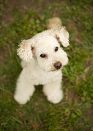 シロアリ駆除の安心と信頼のアサンテ｜即日対応・土日祝も受付中
