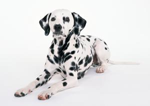 札幌西区に位置する緑の森どうぶつ病院：徹底解説と最新設備、快適な環境でのペットケア