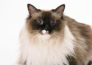 あざみ野で評判の高い動物病院を探そう