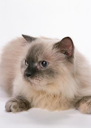 動物カフェのホーホーの紹介です