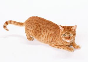 金沢の信頼できる動物病院について