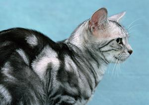 ワンちゃんの健康管理に鹿肉がおすすめ