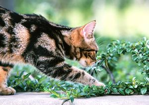 栄養サポートで健康を！犬用サプリメント